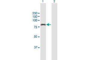 Western Blot analysis of AHI1 expression in transfected 293T cell line by AHI1 MaxPab polyclonal antibody.