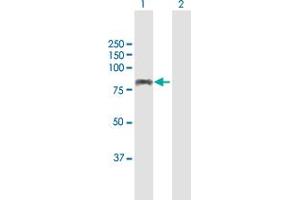 Western Blot analysis of AHI1 expression in transfected 293T cell line by AHI1 MaxPab polyclonal antibody. (AHI1 anticorps  (AA 1-609))