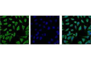 IF analysis of Hela with antibody (Left) and DAPI (Right) diluted at 1:100.
