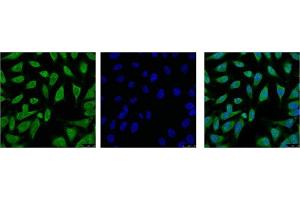IF analysis of Hela with antibody (Left) and DAPI (Right) diluted at 1:100. (HSPA1L anticorps)