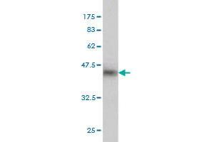 Western Blot detection against Immunogen (37.