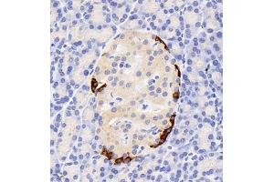 Immunohistochemistry of paraffin embedded rat pancreas using GLP1 (ABIN7074053) at dilution of 1:800 (400x lens) (GLP-1 anticorps)