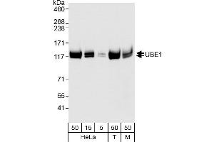 Western Blotting (WB) image for anti-Ubiquitin-Like Modifier Activating Enzyme 1 (UBA1) (AA 1008-1058) antibody (ABIN7453832)