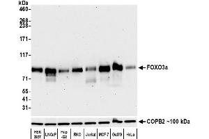 Western Blotting (WB) image for anti-Forkhead Box O3 (FOXO3) (AA 450-500) antibody (ABIN7452580)