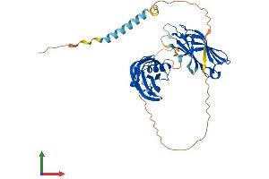AlphaFold protein structure predicition of Mouse Recombinant Syt7 Protein, UniprotID Q9R0N7