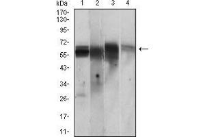Western blot analysis using CAMK2G mouse mAb against PC-12 (1), Jurkat (2), T47D (3), HepG2 (4) cell lysate. (CAMKII gamma anticorps  (AA 322-481))