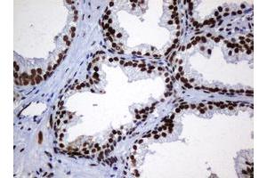 Image no. 4 for anti-Zinc Finger and SCAN Domain Containing 18 (ZSCAN18) antibody (ABIN1501861) (ZSCAN18 anticorps)