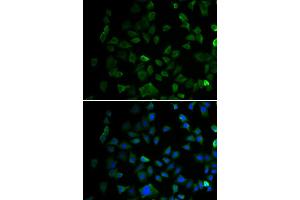 Immunofluorescence (IF) image for anti-Mitogen-Activated Protein Kinase Kinase 1 (MAP2K1) (AA 1-100) antibody (ABIN3020794)