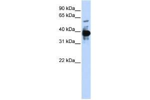WB Suggested Anti-NFE2 Antibody Titration: 0. (NFE2 anticorps  (Middle Region))