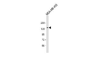 Anti-GRIN2A Antibody (C-term) at 1:1000 dilution + MDA-MB-453 whole cell lysate Lysates/proteins at 20 μg per lane. (NMDAR2A anticorps  (C-Term))