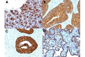 Immunohistochemical staining (Formalin-fixed paraffin-embedded sections) of human pancreas (A), human colon carcinoma (B), human cervical carcinoma (C) and human placenta (D) with MAML3 monoclonal antibody, clone MAML3/1303 . (MAML3 anticorps)