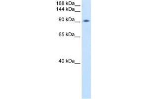 Western Blotting (WB) image for anti-DEAD (Asp-Glu-Ala-Asp) Box Polypeptide 54 (DDX54) antibody (ABIN2461362) (DDX54 anticorps)