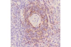 Anti-CD3 epsilon Picoband antibody, pb9093IHC(F): Rat Spleen Tissue