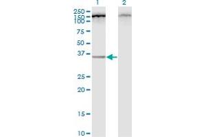 Western Blot analysis of C12orf24 expression in transfected 293T cell line by C12orf24 monoclonal antibody (M01), clone 2G4-1A1. (C12ORF24 anticorps  (AA 1-273))