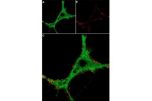 alpha-Bungarotoxin protein (Atto 550)