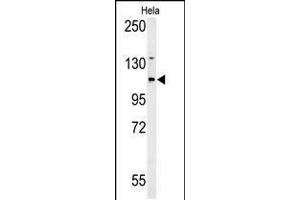 Western Blot in Hela cell line lysates (35ug/lane). (ADCY4 anticorps  (AA 415-441))