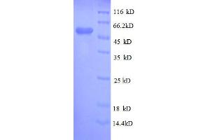 Glutathione S-Transferase pi 1 (GSTP1) (AA 2-210), (full length) protein (GST tag)