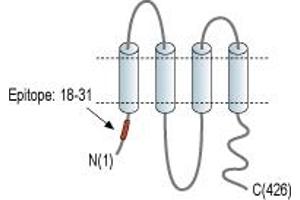 Representative domain view of the target of ABIN7236221. (Pannexin 1 (PANX1) Peptide)