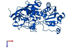 AlphaFold protein structure predicition of Mouse Recombinant Adh4 Protein, UniprotID Q9QYY9