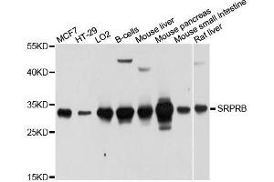 Western blot analysis of extracts of various cell lines, using SRPRB antibody. (SRPRB anticorps  (AA 57-271))