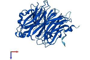 AlphaFold protein structure predicition of Human Recombinant NEU2 Protein, UniprotID Q9Y3R4
