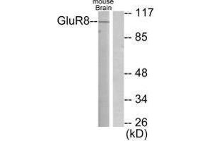 Western blot analysis of extracts from mouse brain, using GluR8 antibody. (GRM8 anticorps)