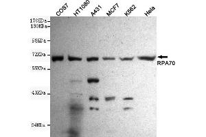 Western blot detection of R in Hela,A431,MCF7,COS7,H and K562 cell lysates using R mouse mAb (1:1000 diluted). (RPA1 anticorps)