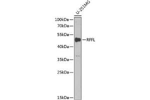 anti-Ring Finger and FYVE-Like Domain Containing 1 (RFFL) (AA 1-190) antibody