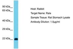 Image no. 1 for anti-Ras-related Protein Ral-A (rala) (N-Term) antibody (ABIN6750364) (rala anticorps  (N-Term))
