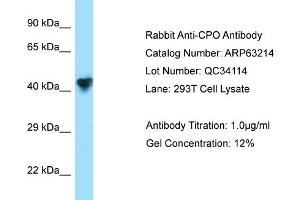 Western Blotting (WB) image for anti-Carboxypeptidase O (CPO) (N-Term) antibody (ABIN2789415)