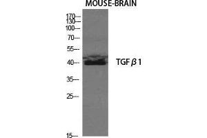 Western Blot (WB) analysis of Mouse Brain cells using TGFbeta1 Polyclonal Antibody.