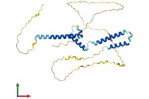 AlphaFold protein structure predicition of Human Recombinant HEYL Protein, UniprotID Q9NQ87