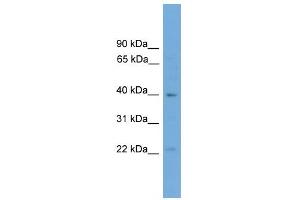 WB Suggested Anti-Dmrtb1 Antibody Titration: 0. (DMRTB1 anticorps  (C-Term))