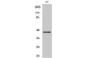 Western Blotting (WB) image for anti-Pentraxin 3 (PTX3) (N-Term) antibody (ABIN3186600) (PTX3 anticorps  (N-Term))