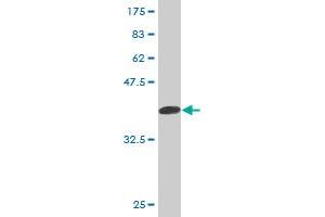 Western Blot detection against Immunogen (36.