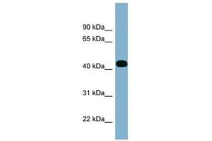 ITPK1 antibody used at 1 ug/ml to detect target protein. (ITPK1 anticorps  (Middle Region))