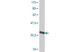 Western Blot detection against Immunogen (36.