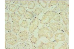 Immunohistochemistry of paraffin-embedded human kidney tissue using ABIN7152819 at dilution of 1:100