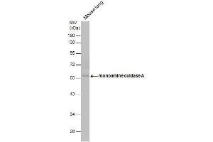 WB Image monoamine oxidase A antibody [N2C3] detects monoamine oxidase A protein by western blot analysis. (Monoamine Oxidase A anticorps  (Center))