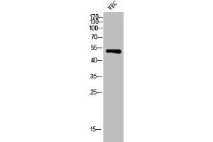 Western Blot analysis of VEC cells using Desmin Polyclonal Antibody