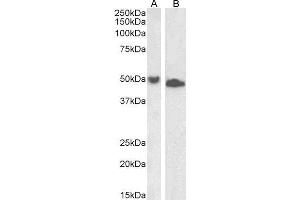 ABIN5539627 (1µg/ml) staining of Jurkat (A) and K562 (B) lysate (35µg protein in RIPA buffer). (DPF2 anticorps  (AA 89-103))