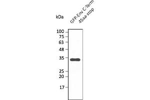 Western Blotting (WB) image for anti-SARS-CoV-2 Envelope (SARS-CoV-2 E) (C-Term) antibody (ABIN7273009) (SARS-CoV-2 Envelope anticorps  (C-Term))