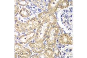 Immunohistochemistry of paraffin-embedded rat liver using HADH antibody. (HADH anticorps  (AA 1-314))