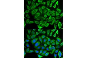 Immunofluorescence (IF) image for anti-Cytochrome C, Somatic (CYCS) (AA 1-105) antibody (ABIN3020719)
