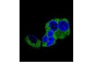 Confocal immunofluorescent analysis of DBH Antibody (N-term) Cat. (DBH anticorps  (N-Term))