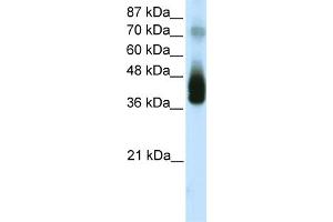 WB Suggested Anti-JUNB  Antibody Titration: 1. (C-JUN anticorps  (N-Term))