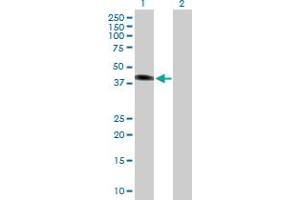 Western Blot analysis of SGK2 expression in transfected 293T cell line by SGK2 MaxPab polyclonal antibody. (SGK2 anticorps  (AA 1-367))