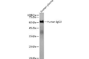 Western blot analysis of extracts of human plasma, using Human IgG3 antibody (ABIN7267839) at 1:3000 dilution.