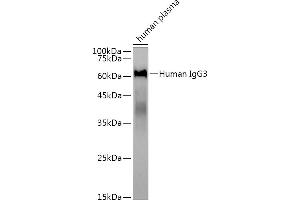Western blot analysis of extracts of human plasma, using Human IgG3 antibody (ABIN7267839) at 1:3000 dilution. (IgG3 anticorps)