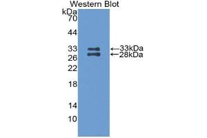 Western blot analysis of the recombinant protein. (APOA1 anticorps  (AA 25-264))